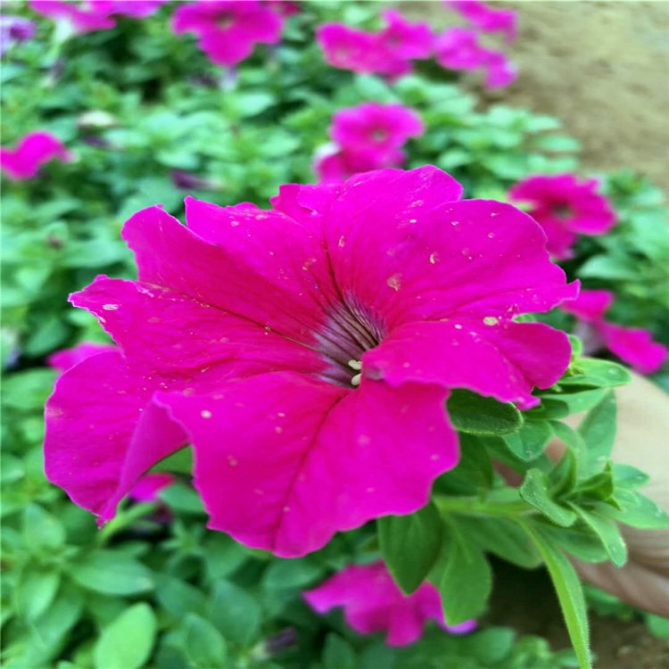 【启景花卉】矮牵牛批发基地 苗圃直销矮牵牛 花坛绿化花苗直销