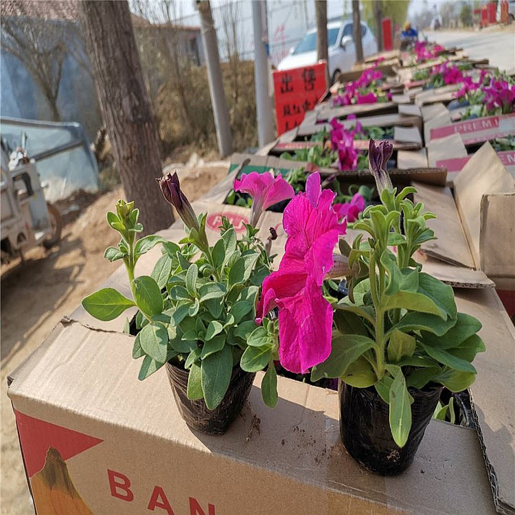 【启景花卉】矮牵牛批发基地 苗圃种植销售矮牵牛 花坛绿化花苗直销
