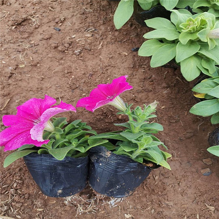 【启景花卉】矮牵牛批发报价 苗圃种植销售矮牵牛 花坛绿化花苗直销