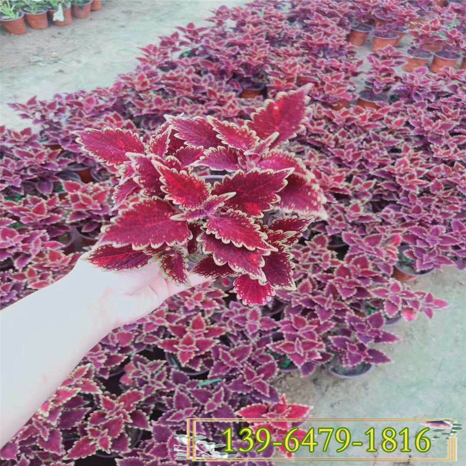 中国红彩叶草盆苗 青州彩叶草供应商 基地直销彩叶草盆栽
