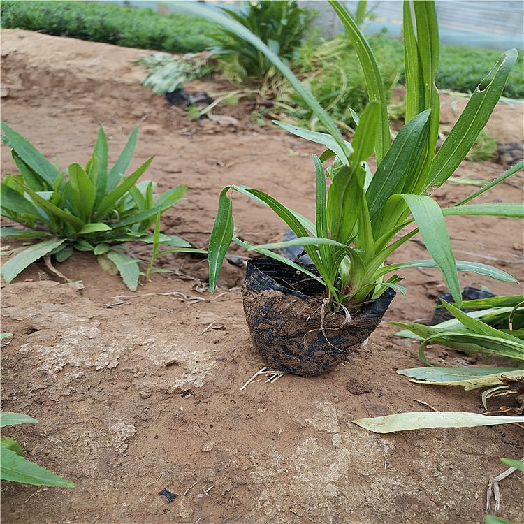 蛇鞭菊种植销售 蛇鞭菊杯苗 【启景花卉】蛇鞭菊价格