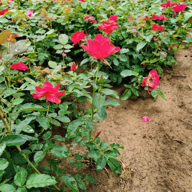 红帽月季价格 基地自产红帽月季直发