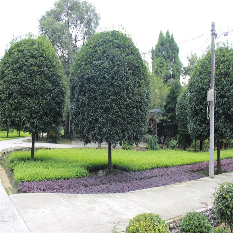 四川桂花树 四川桂花树种植基地 桂花树苗木基地
