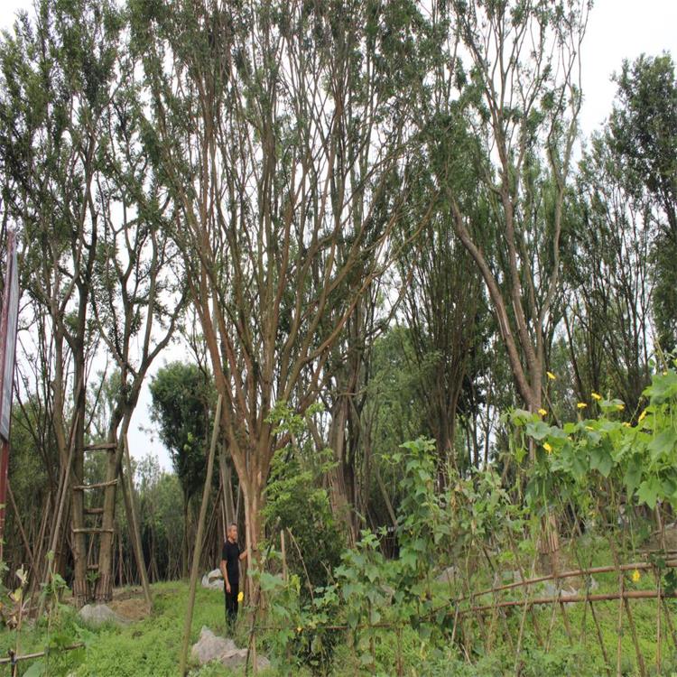 樱花树 四川樱花树樱花树苗木基地