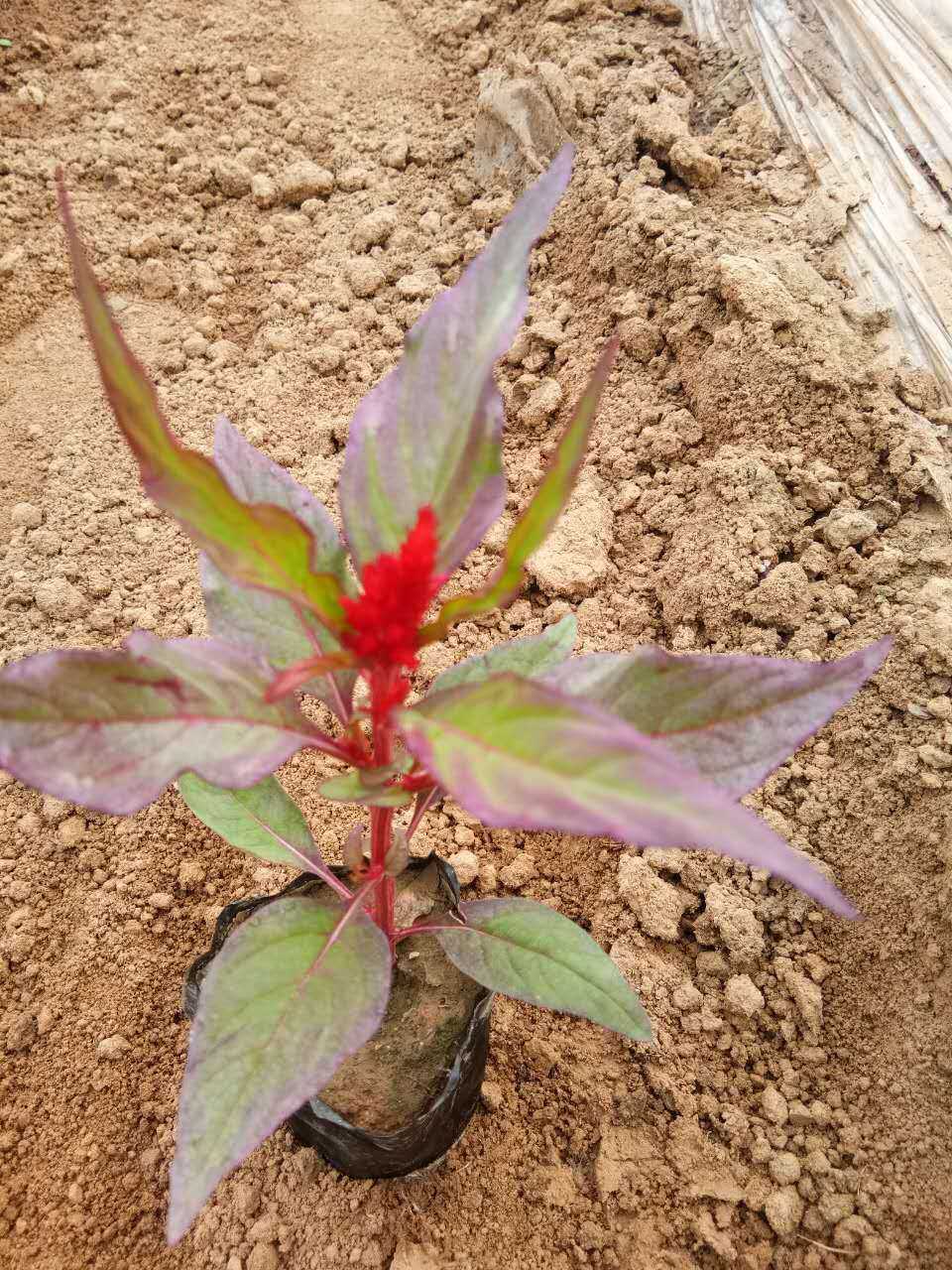 鸡冠花种植  一支笔批发基地  火炬鸡冠花种植基地