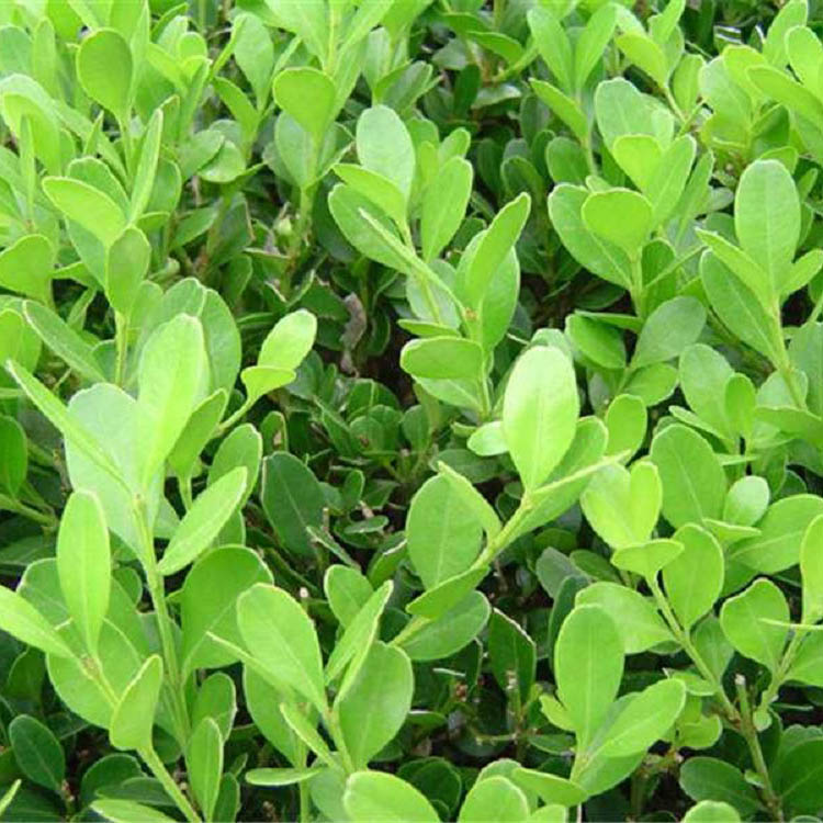 批发瓜子黄杨基地 瓜子黄杨种植基地 基地直销瓜子黄杨