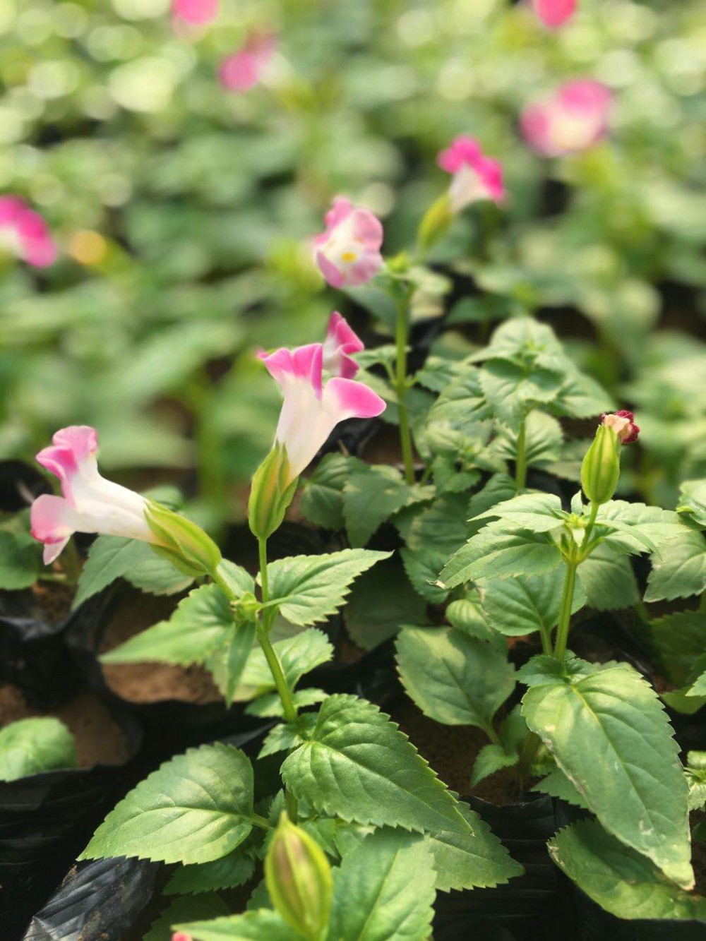 花坛绿化用矮牵牛  五色矮牵牛种植基地  矮牵牛价格