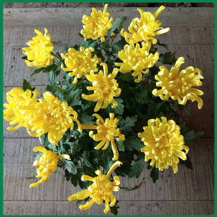 盆栽九月菊 青州冠鑫 九月菊培育 青州大菊花