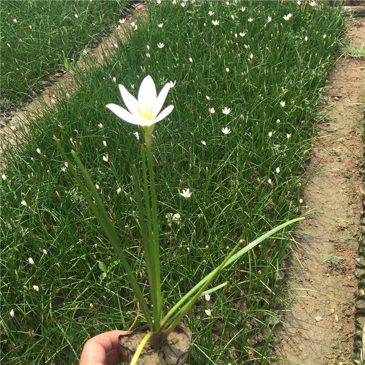 葱兰价格 基地优质葱兰直发