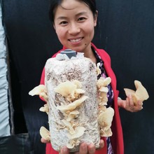 山东特产羊肚耳沙耳新鲜干品肉壁厚口感脆颜色正基地直销