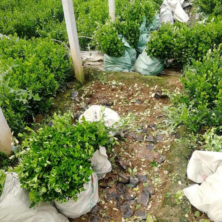 大叶黄杨价格 青州基地大叶黄杨自产批发 自产冬青基地直发