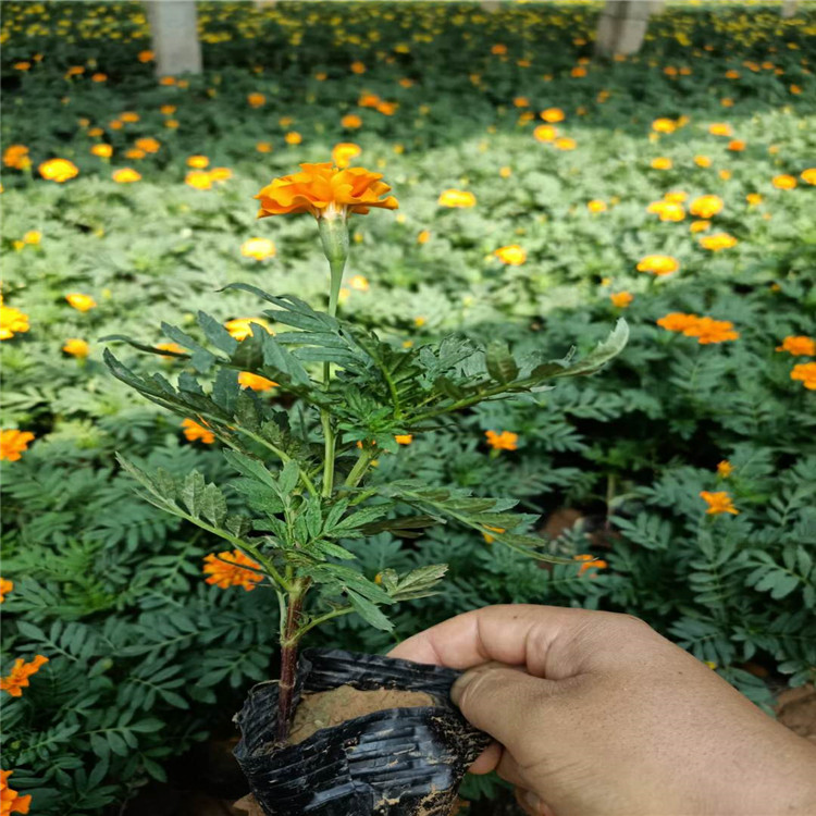 公园绿化用孔雀草  孔雀草小苗种植基地  孔雀草批发报价