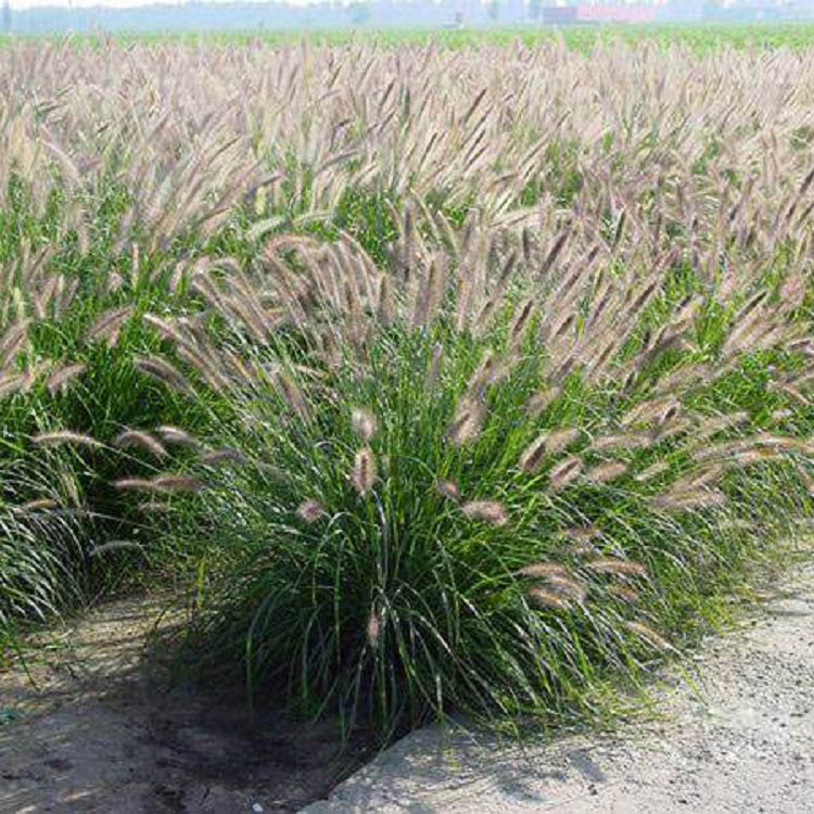好苗预定中 狼尾草大量供应 狼尾草种植基地 北方观赏草基地直销