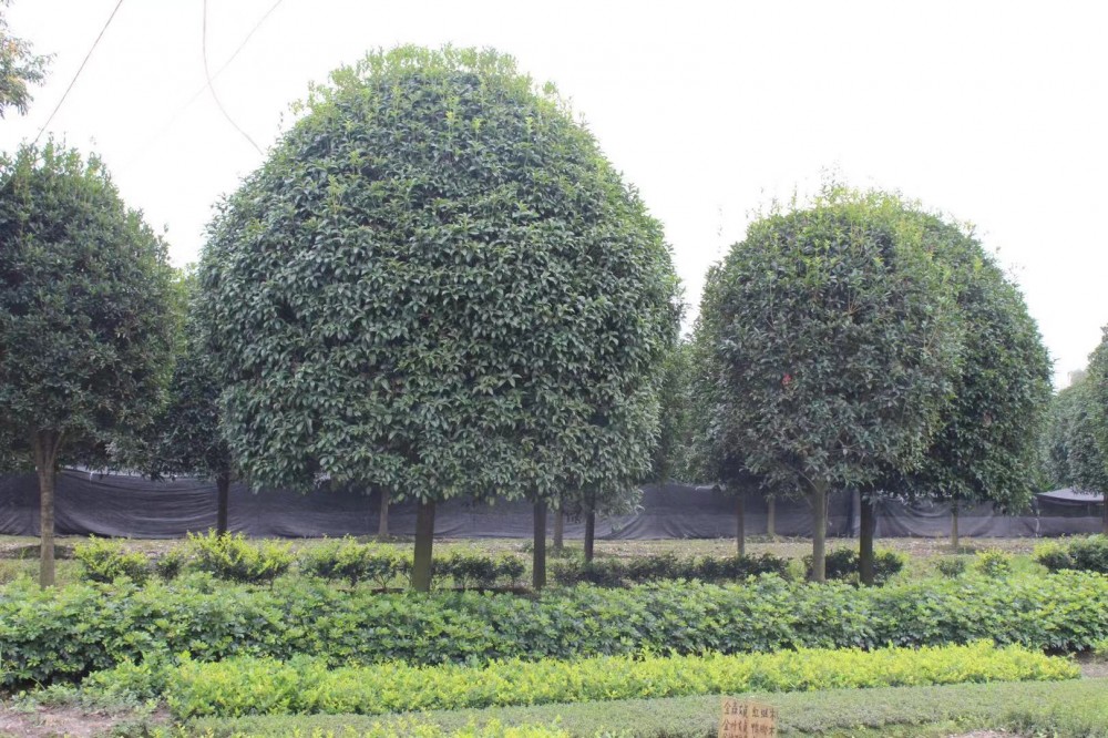 四川桂花树 四川桂花树种植基地桂花树苗木基地直销