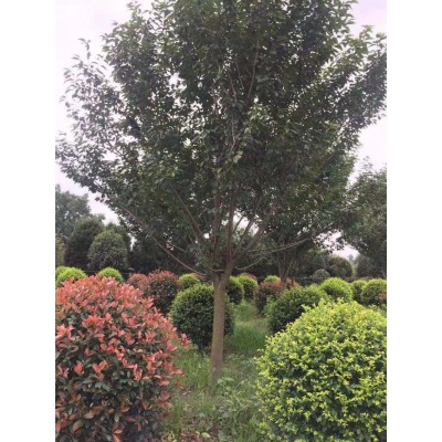 温江樱花树 四川樱花树樱花树苗木基地