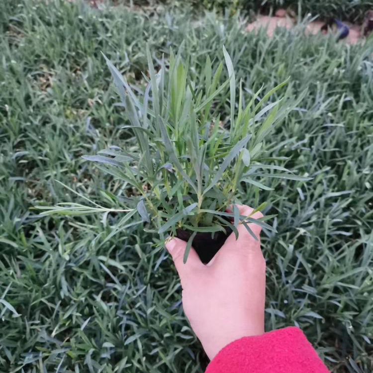 青州欧石竹价格 地被石竹培育  叶形优美花色艳丽