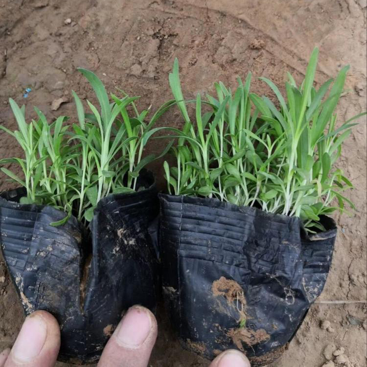 欧石竹基地直供 地被石竹行情  叶形优美花色艳丽