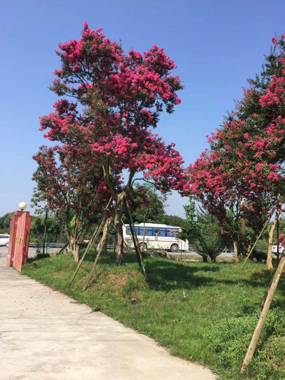 四川紫薇树 温江紫薇树