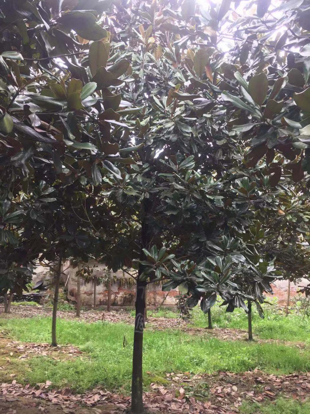 温江广玉兰销售广玉兰价格