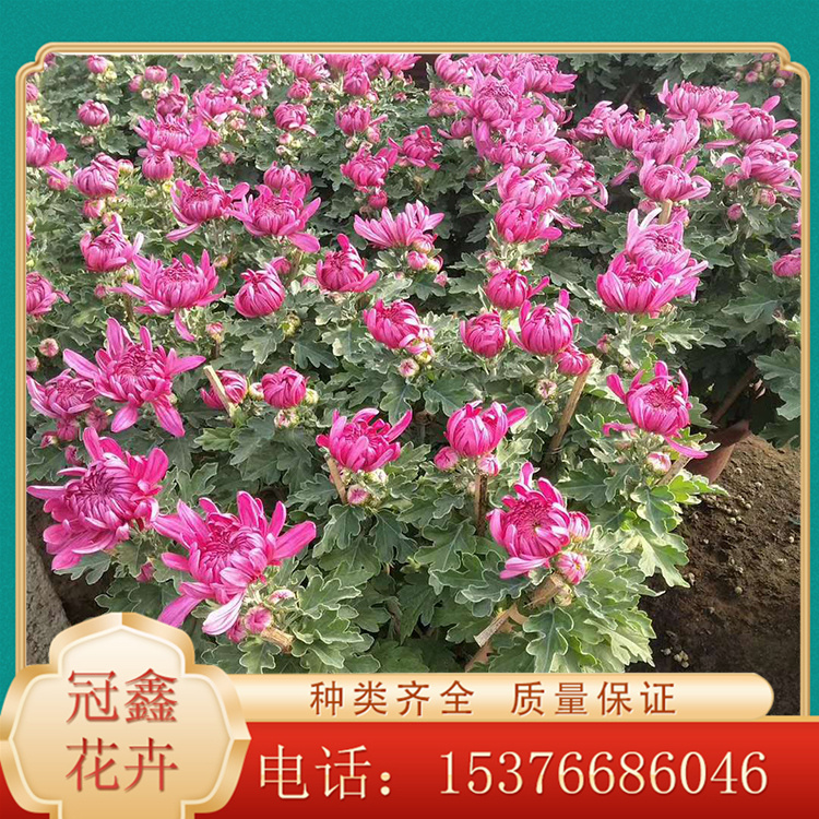 大菊花批发商 九月菊 国庆菊种植基地 九月菊批发商