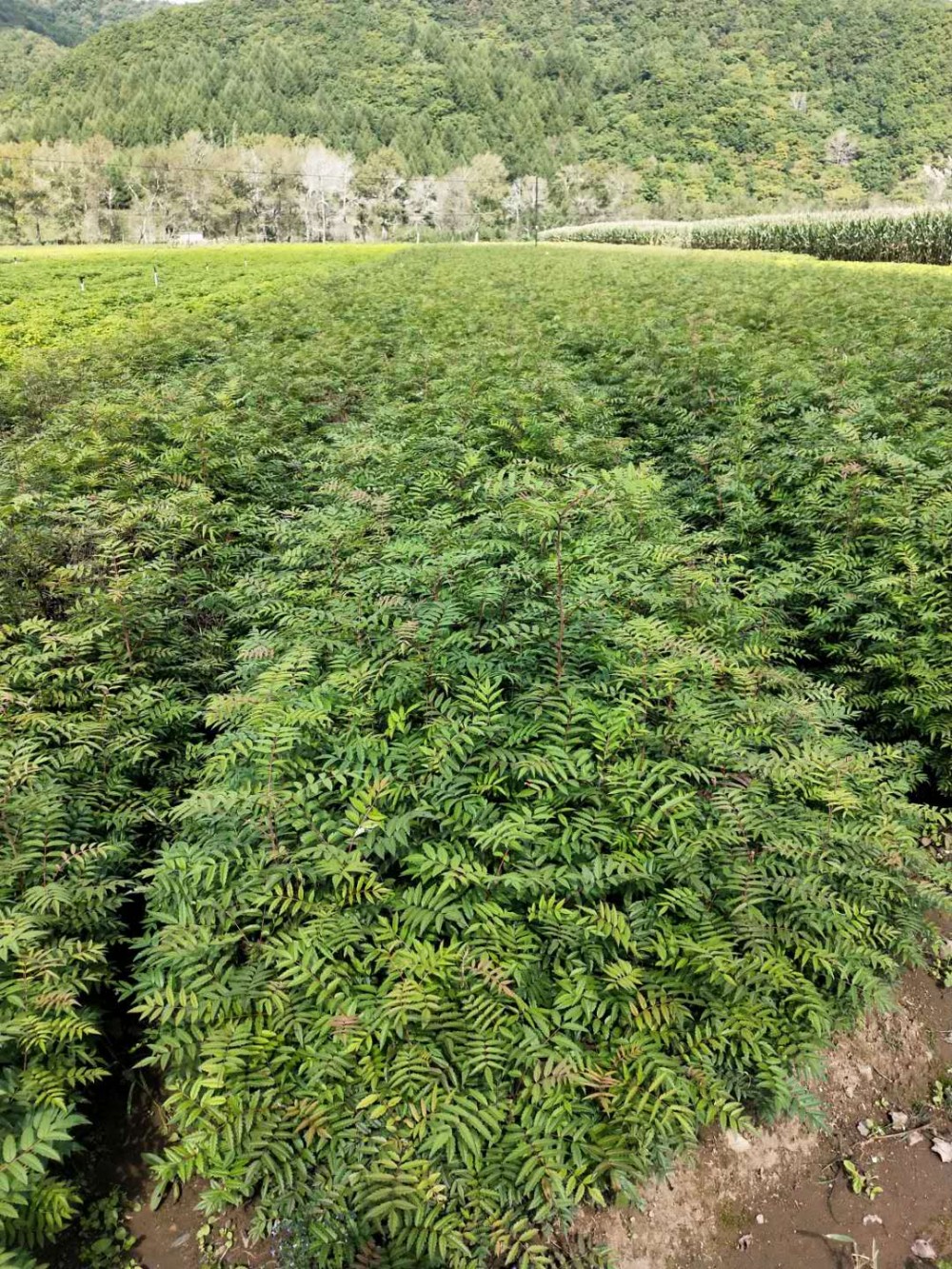 百花花楸 百花花楸苗 花楸苗木价格 百花花楸苗基地直销 物美价廉