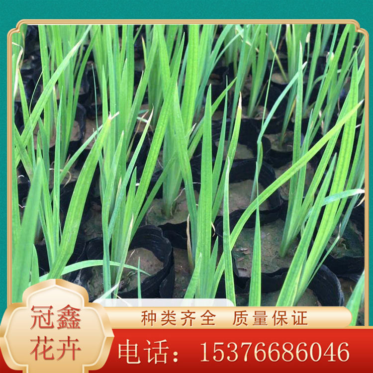 水体绿化用水生鸢尾 水生鸢尾基地 量大优惠