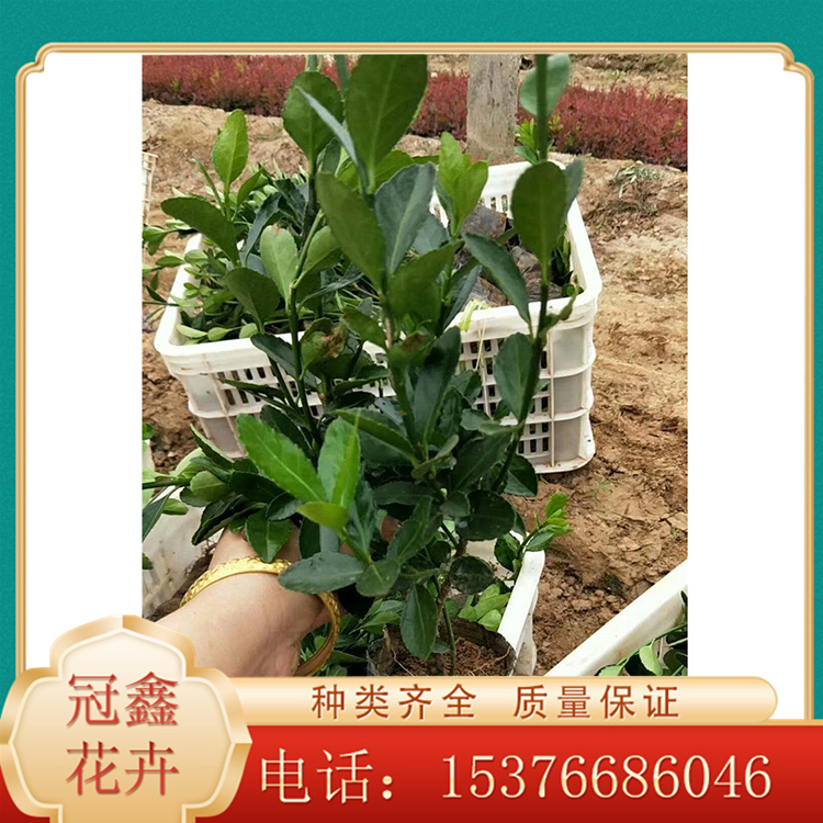 大叶黄杨苗木价格 大叶黄杨苗圃直供