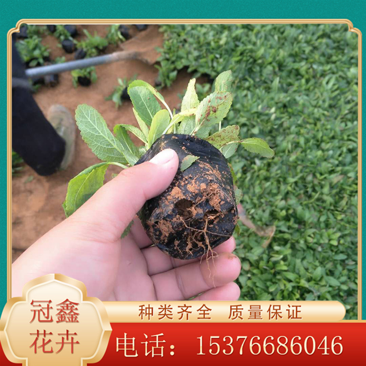 鼠尾草培育基地 鼠尾草杯苗培育