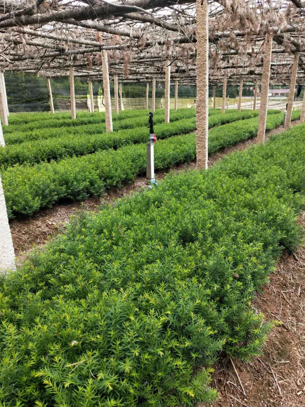 红豆杉苗 红豆杉苗价格 红豆杉苗基地直销 物美价廉 基地直销