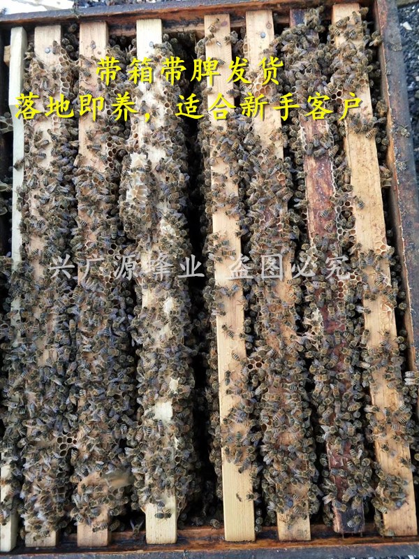 农家自产百花蜂 蜜蜂厂家土特产 蜜蜂批发