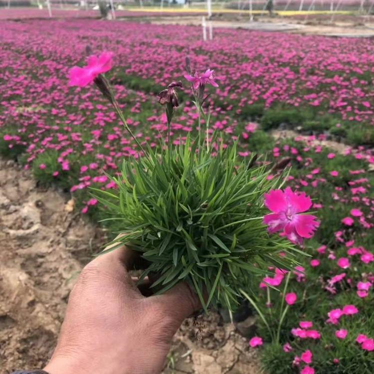 欧石竹
