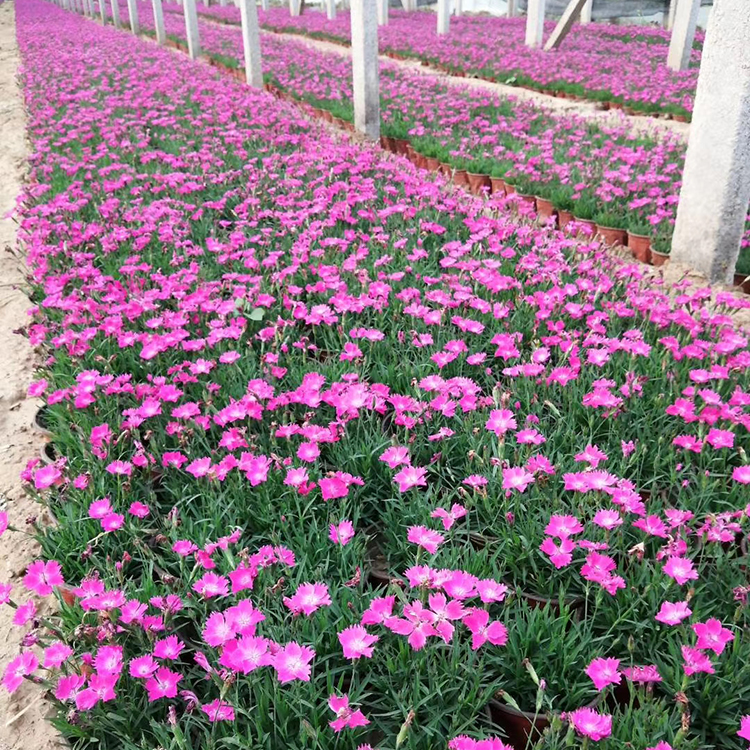 青州绿化苗木基地 欧石竹种植基地 欧石竹价格