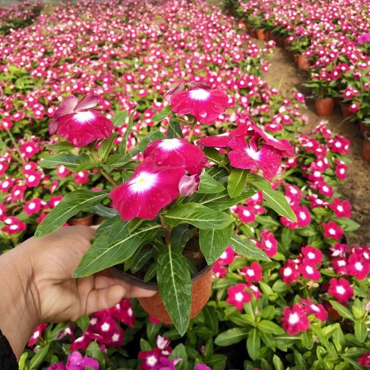 天天开价格 青州基地长春花批发