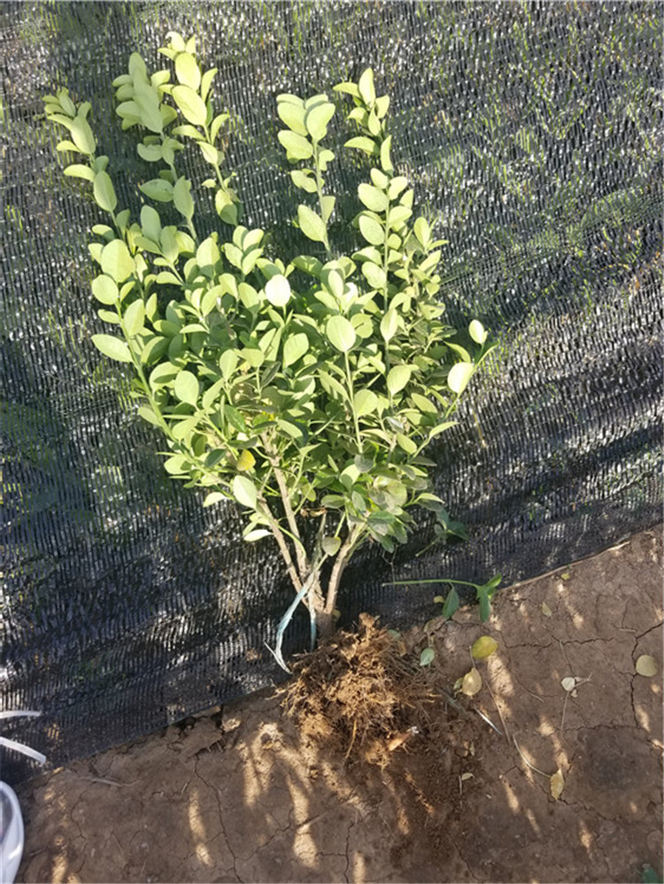 卫茅种植基地 绿化小苗批发  卫茅价格