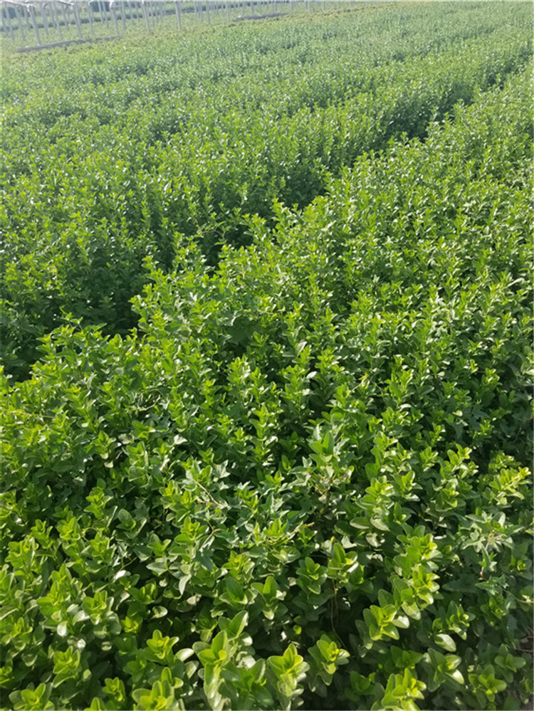 卫毛小苗 绿化小苗种植基地  卫矛价格