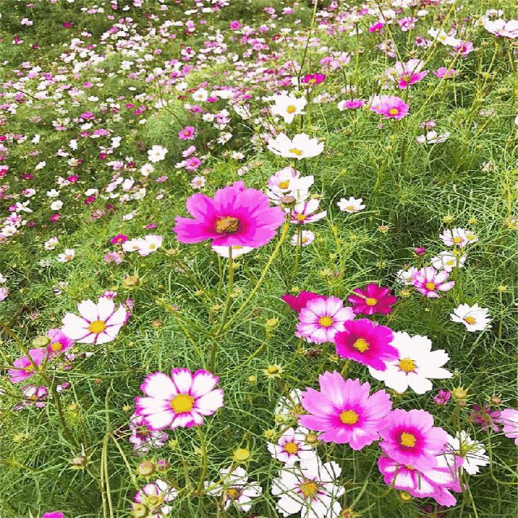 自产波斯菊
