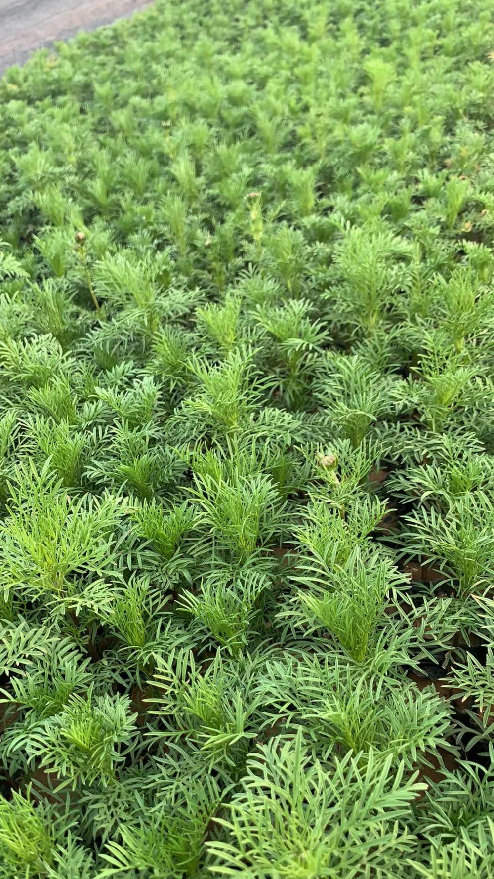 美丽乡村建设波斯菊 波斯菊花海工程用苗 山东波斯菊