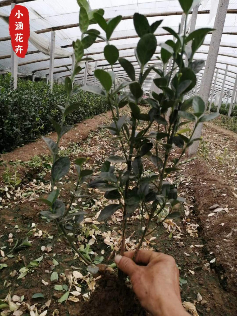 优质大叶黄杨种植户  多年优质冬青价格  小涵花卉