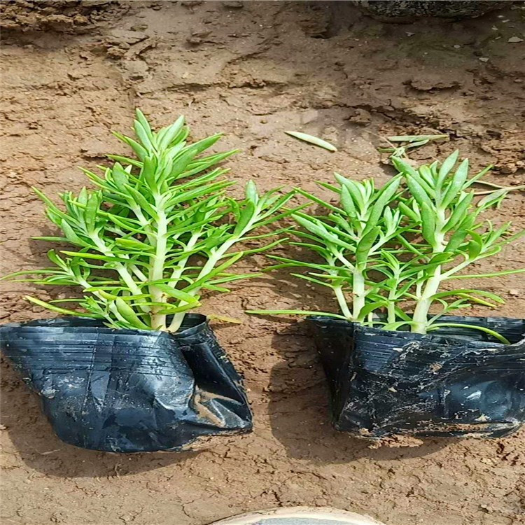 佛甲草【启景花卉】基地种植佛甲草 屋顶绿化佛甲草