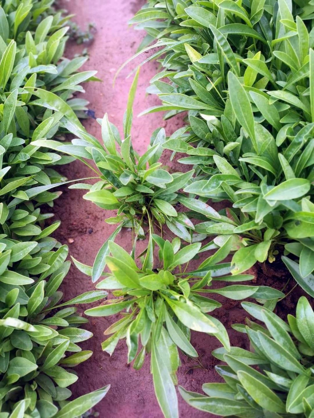金鸡菊价格 【启景花卉】金鸡菊培育基种植 山东金鸡菊
