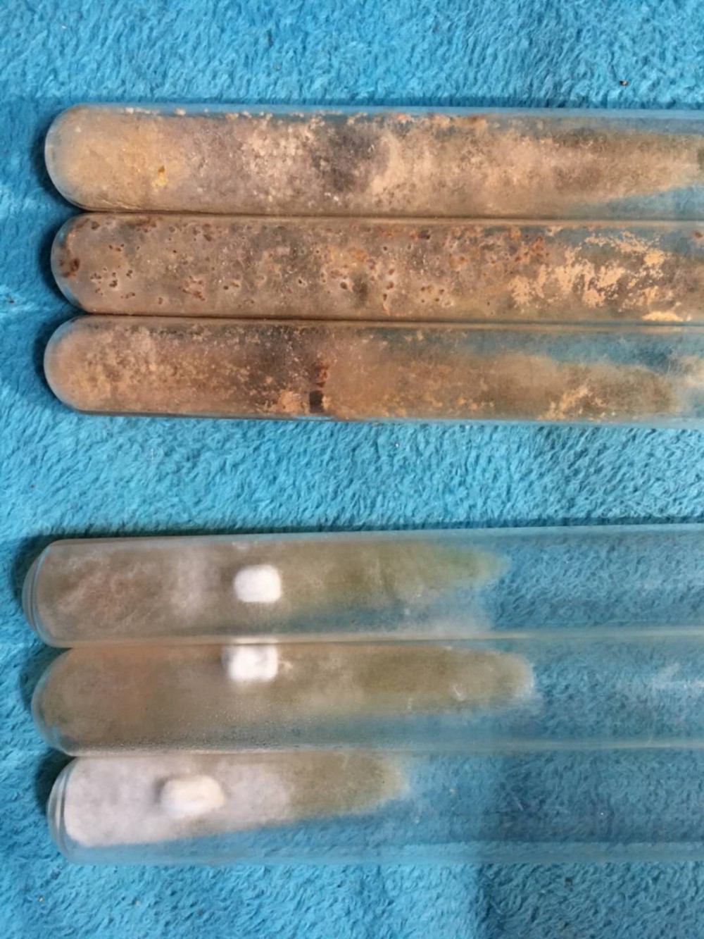 菌厂直供黑皮鸡枞菌种菌包人工种植产量稳质量好提供种植技术培训服务