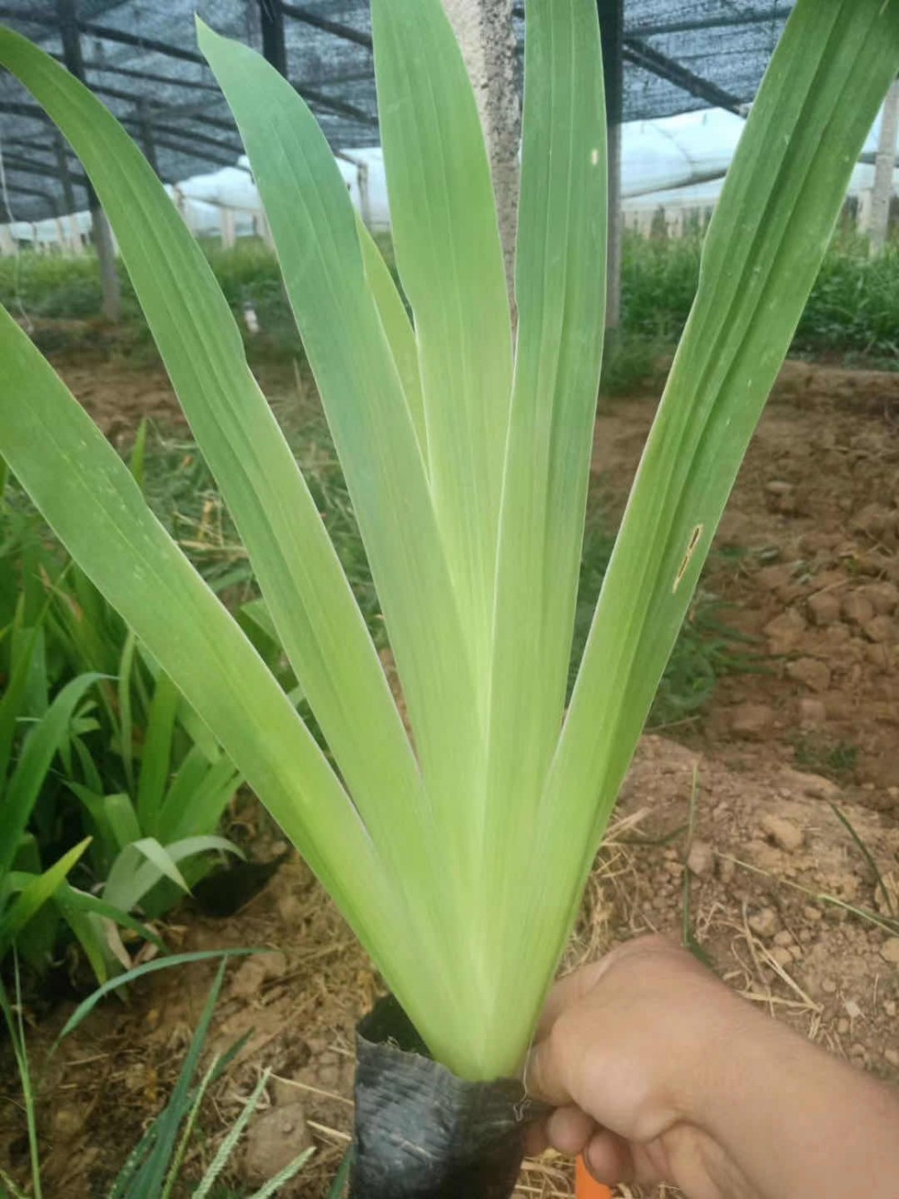 鸢尾种植基地 鸢尾培育基地 鸢尾批发价格