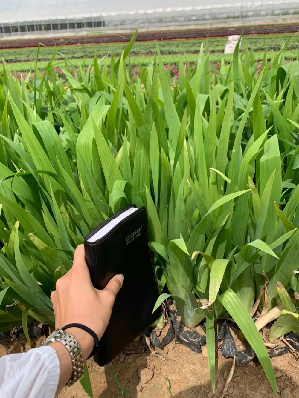 鸢尾种植基地 鸢尾花海工程用苗 鸢尾培育基地