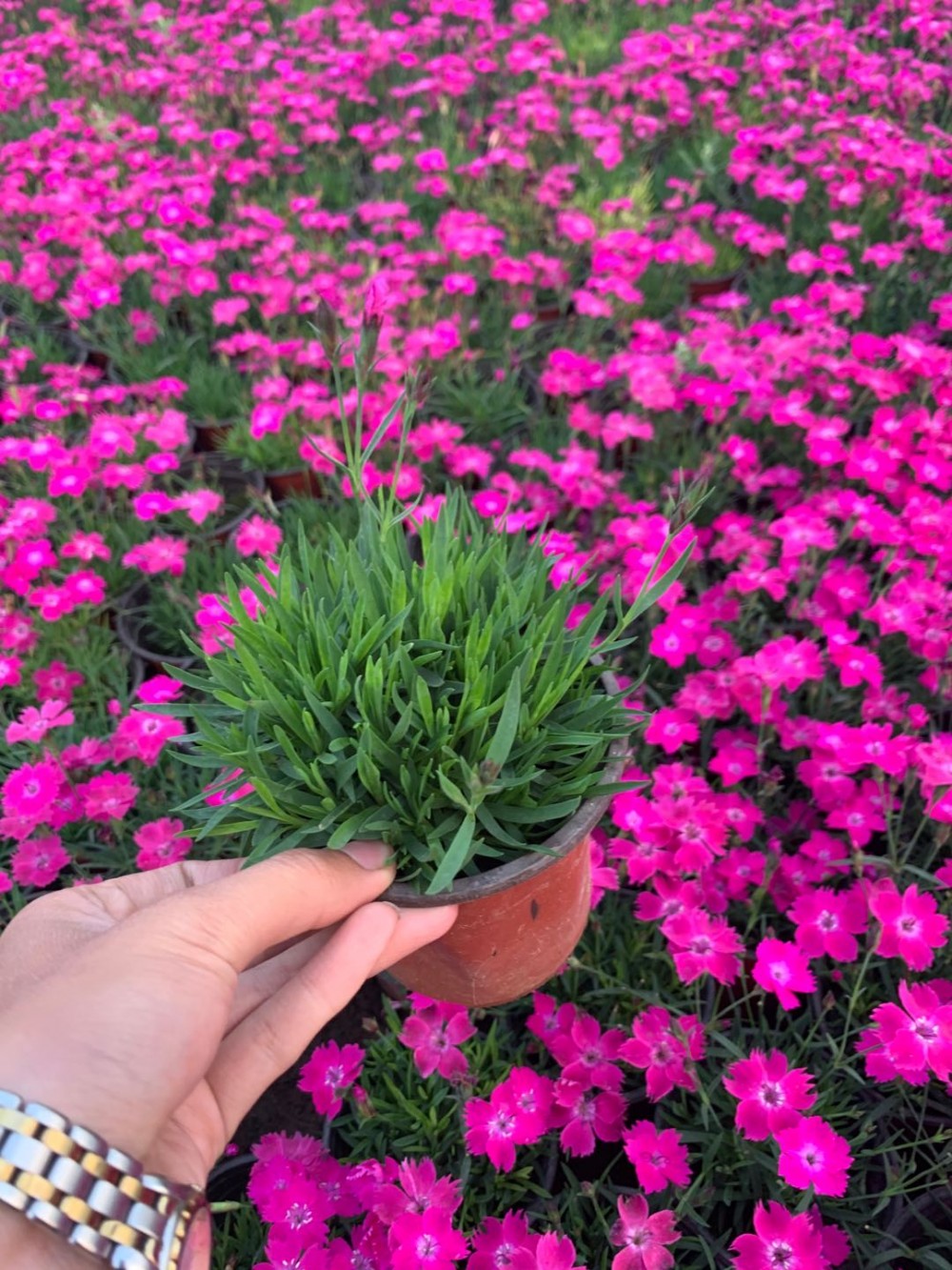 售 欧石竹盆栽 欧石竹批发商 伟达欧石竹