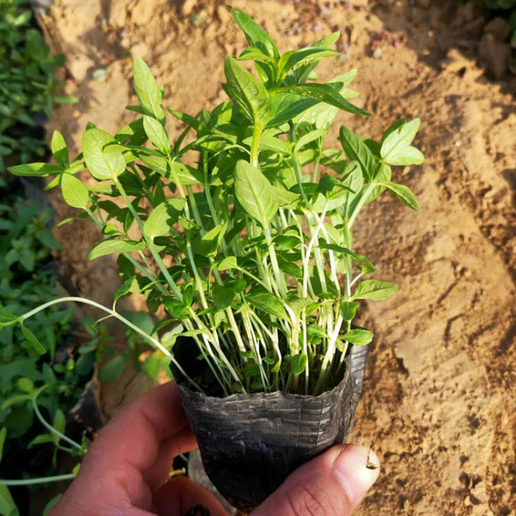 千屈菜 基地直销 多年生千屈菜小苗