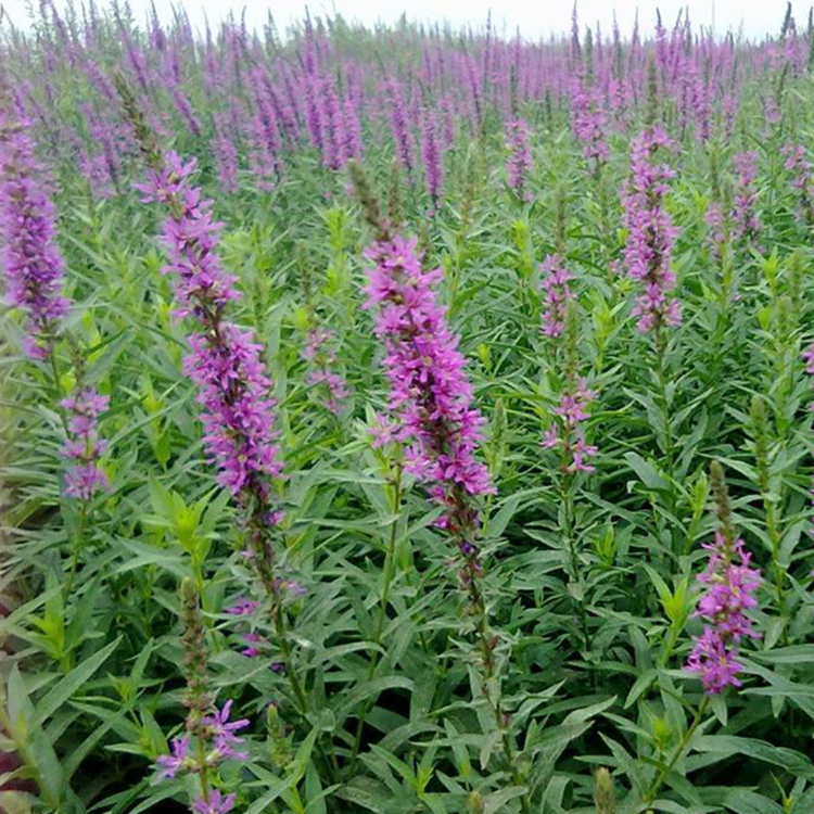 多分枝千屈菜 千屈菜小苗基地供应【顺和花卉】