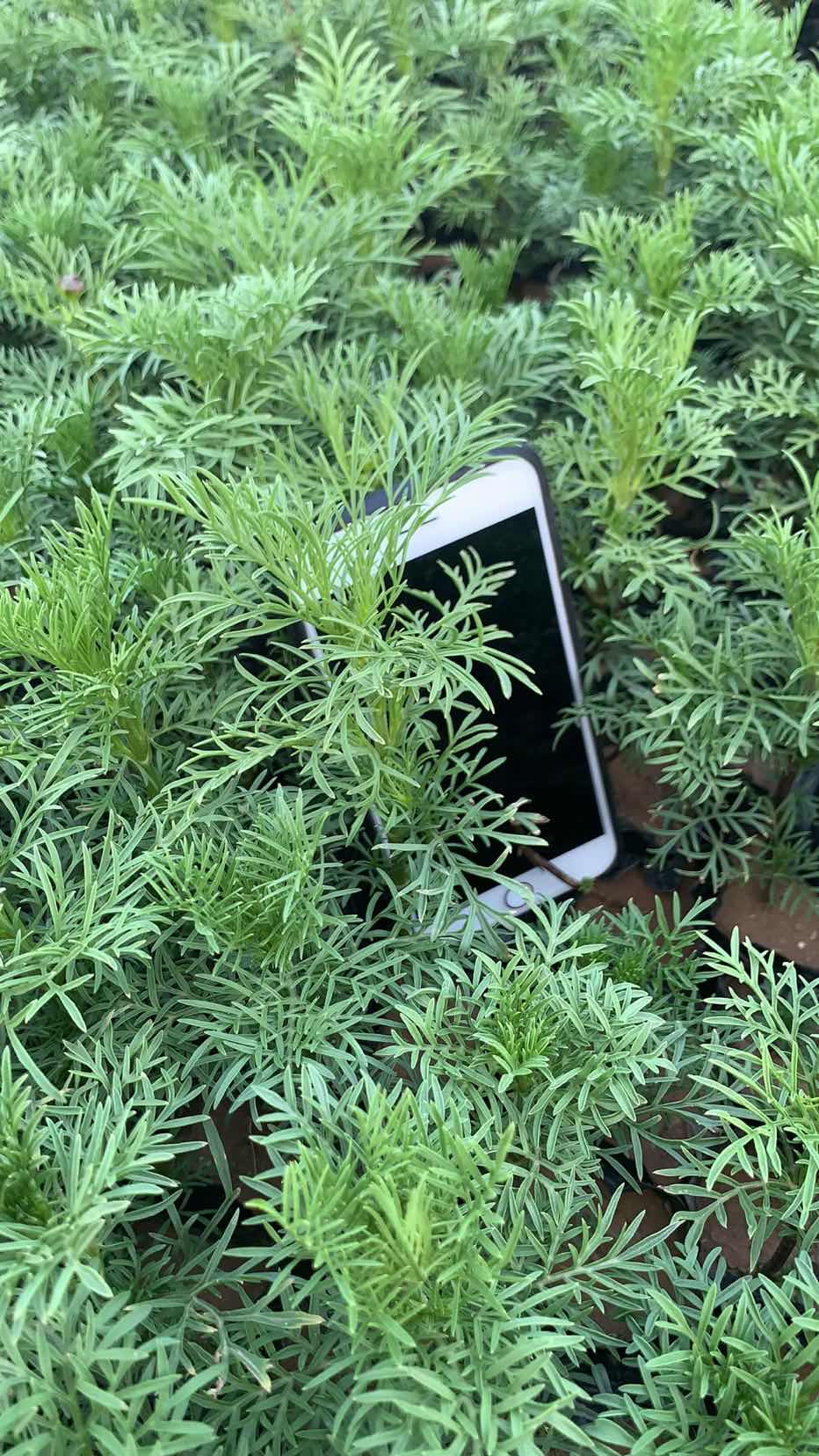 波斯菊 波斯菊直销 波斯菊批发价格