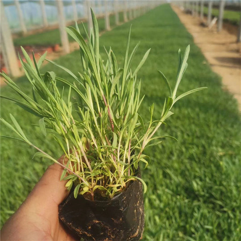 石竹营养杯苗 石竹观赏草 大量批发