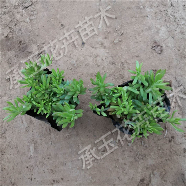 佛甲草常年批发 佛甲草观赏植物