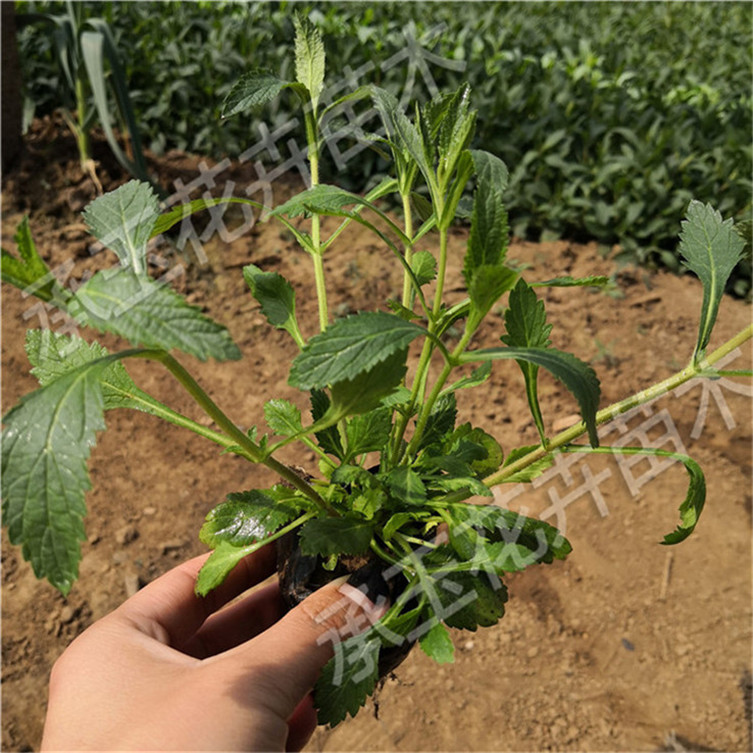 柳叶马鞭草量大从优 马鞭草四季草花